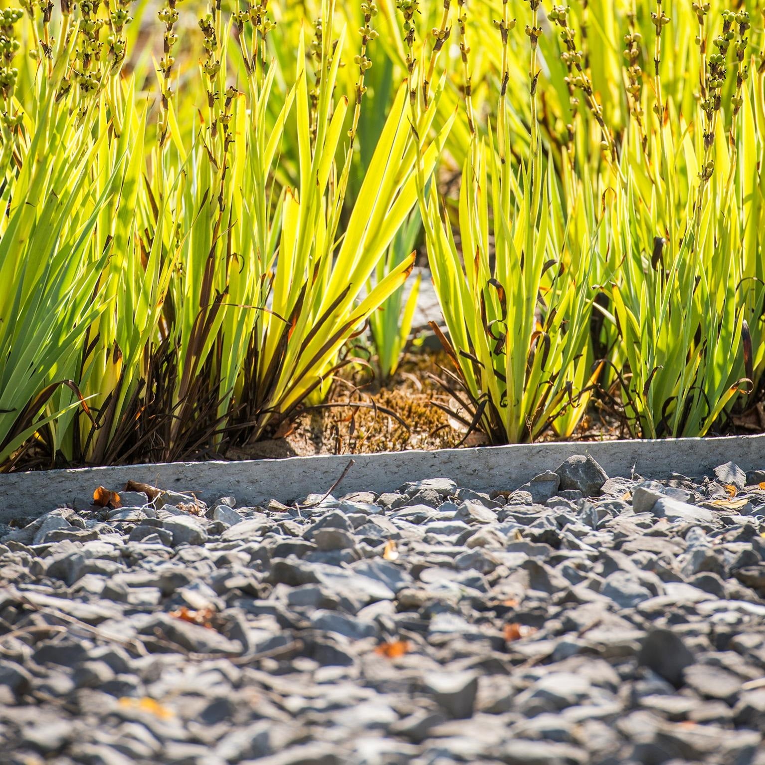 Bordillo Ecolat 100% Plástico Reciclado (rollo 20mx7mmx14cm).