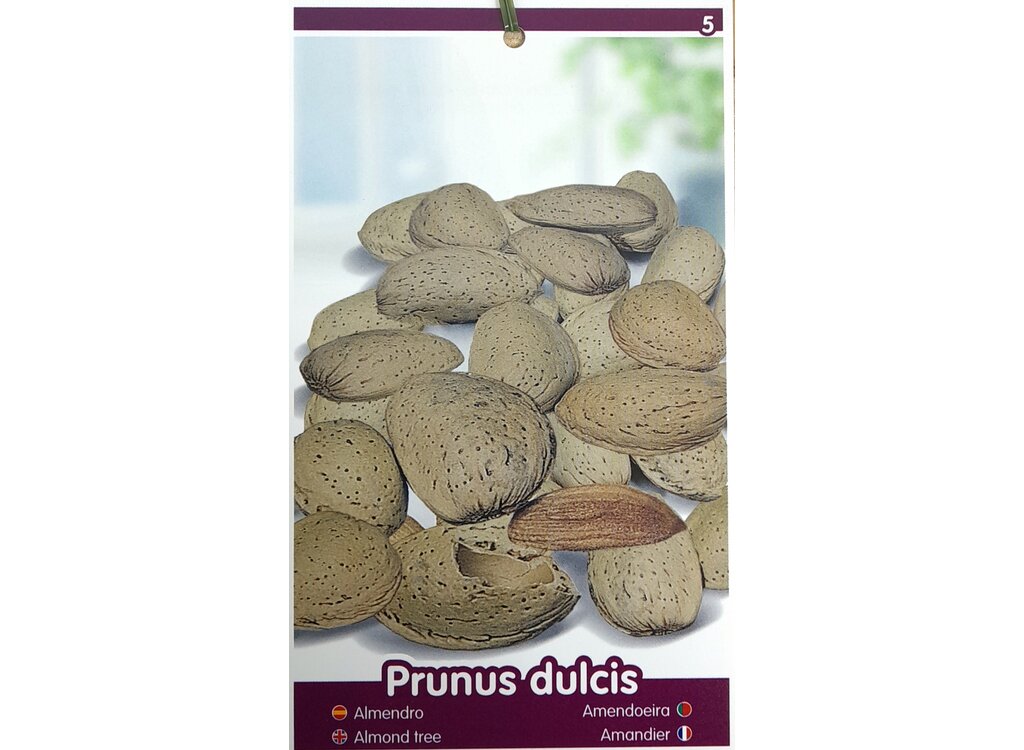 Almendro Mollar M25 100cm