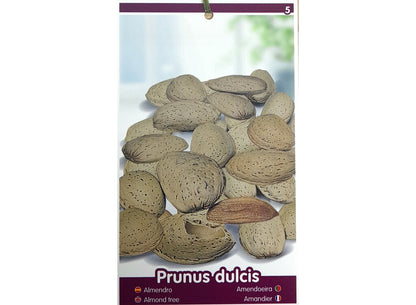 Almendro Mollar M25 100cm_1