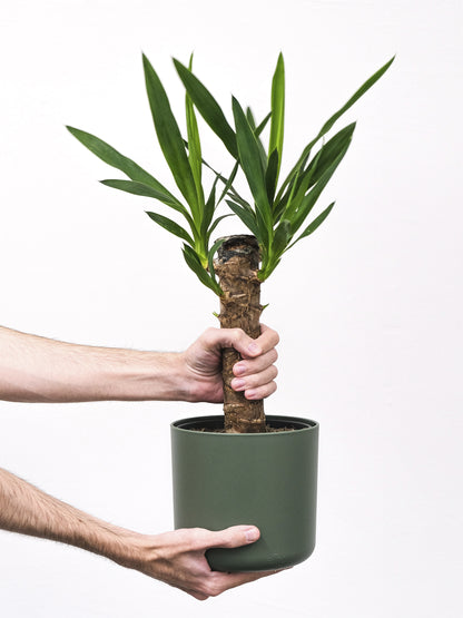 Yuca O Pie De Elefante | Altura 90cm - Diámetro 19cm