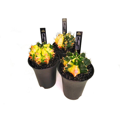 Gymnocalycium Variegata M6_1