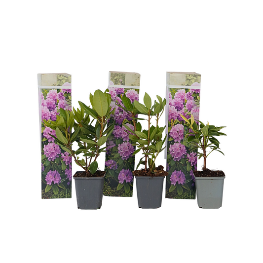 Rododendro - 3 Pzs - Rhododendron 'catawbiense Purple' - Altura 25-40cm - ⌀9cm_0