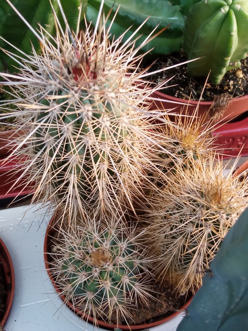 Planta Cactus Pachycereus Pringlei Ø8 Cm_0
