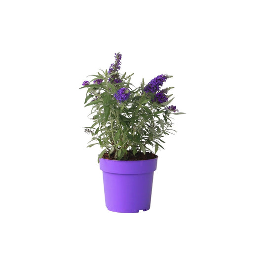 Arbusto De Las Mariposas - Buddleja Davidii 'candy' - Altura 30-40cm - ⌀19cm_0
