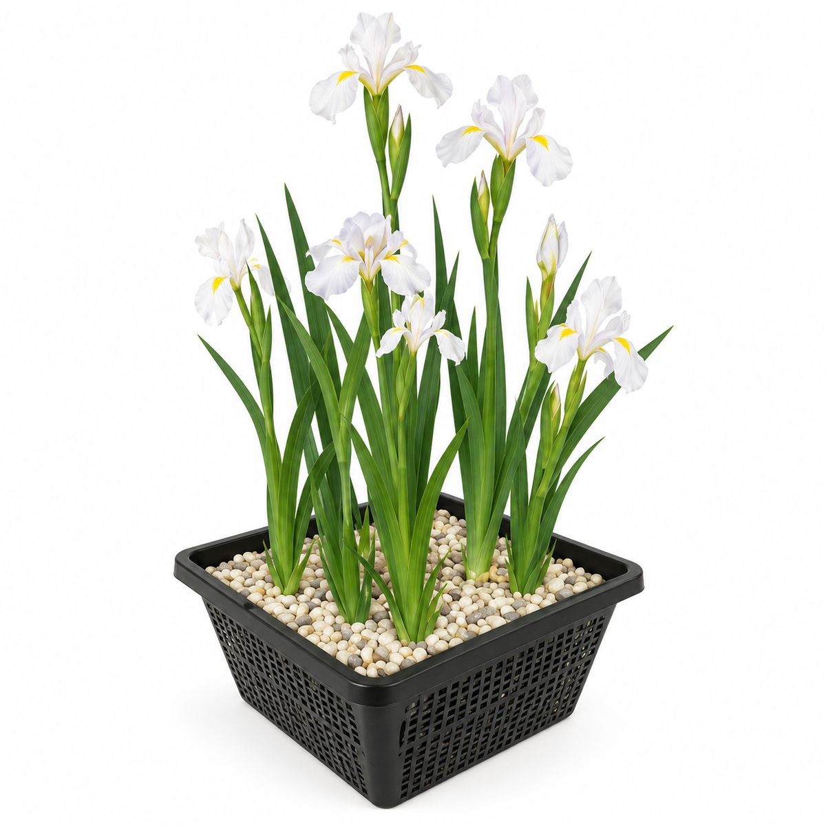 Lirio Blanco - Iris Kaempferi - Set De 4 Con Cesta_0