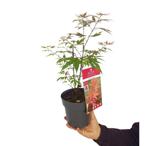 Acer Palmatum Atropurpureum M15_0