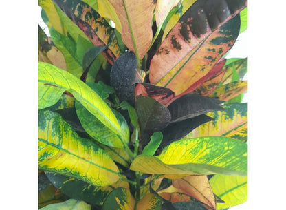 Croton Iceton M30 100-120cm