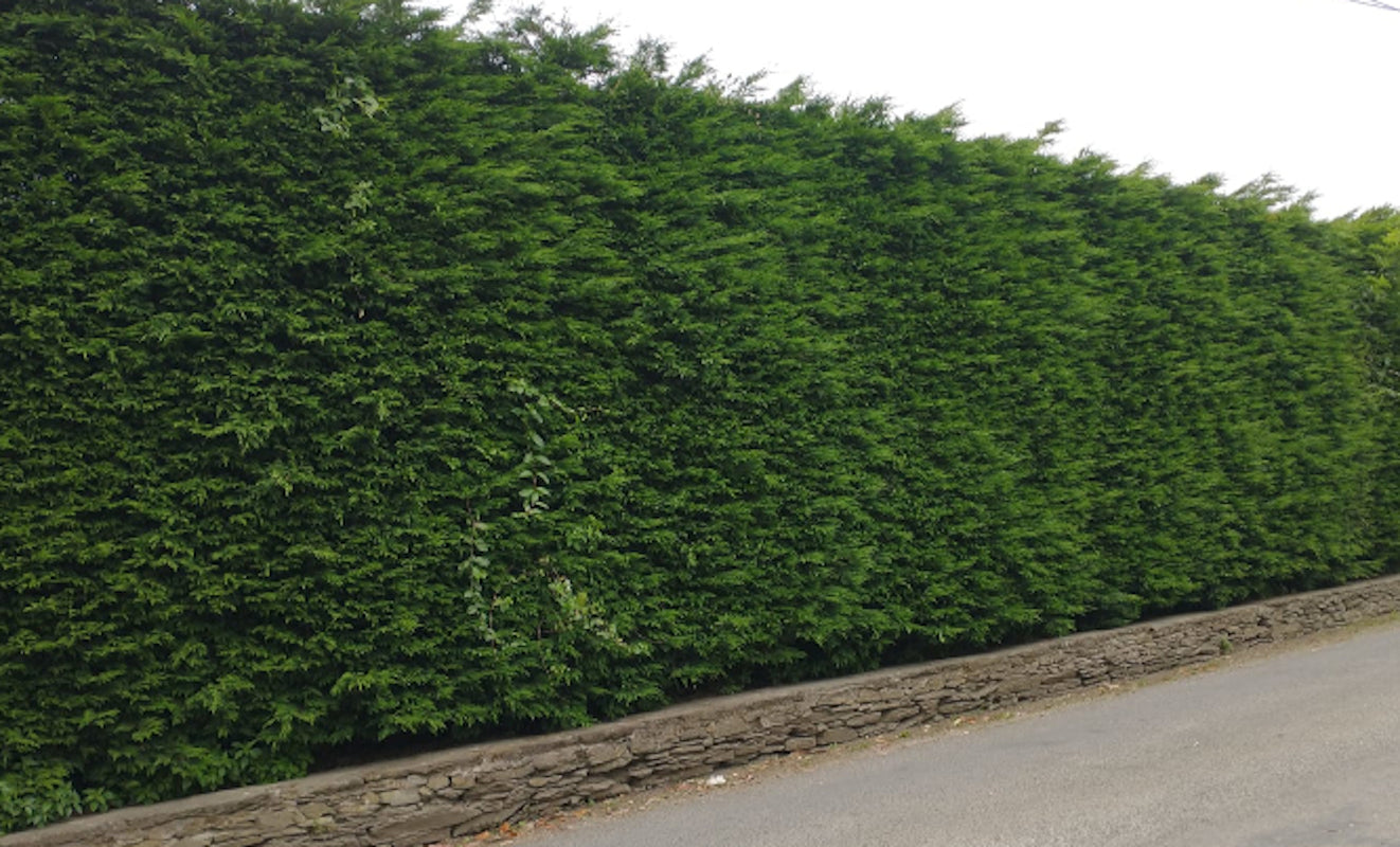 Cipres Leylandii (25 Cm Aprox)_1