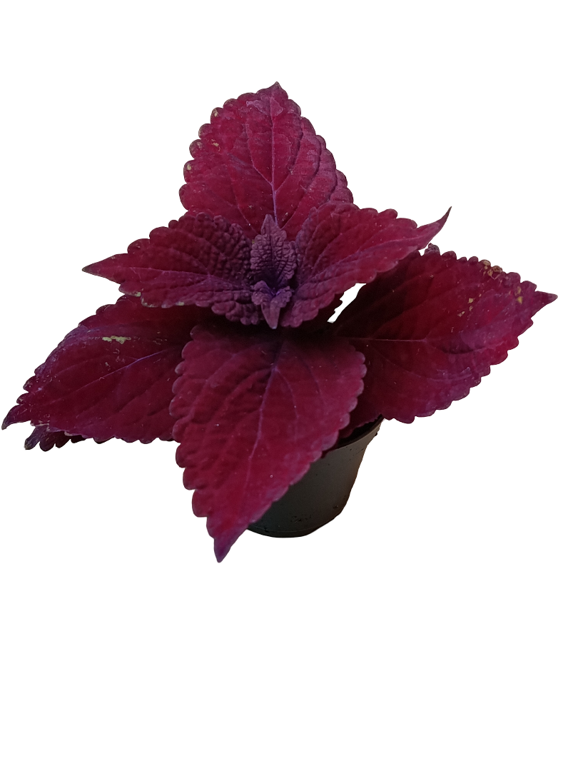 Mini Planta Coleo Rojo Second Street Para Interior Y Terrarios Ø6_0