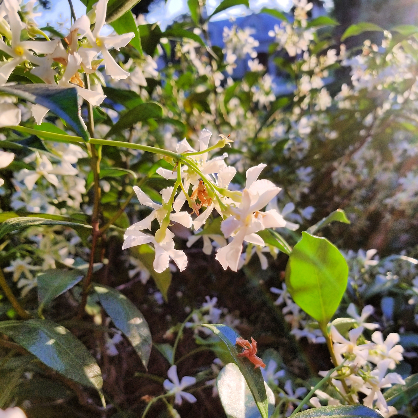 Jazmín Estrellado - 8 Pzs - Trachelospermum Jasminoides - A110-120cm - ⌀17cm_1