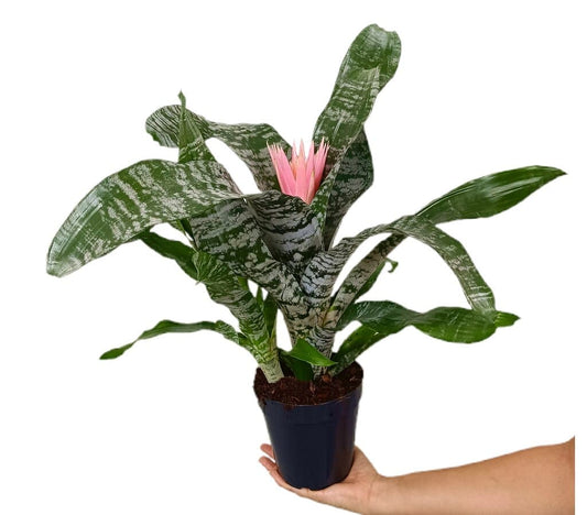 Aechmea Variada M15_0
