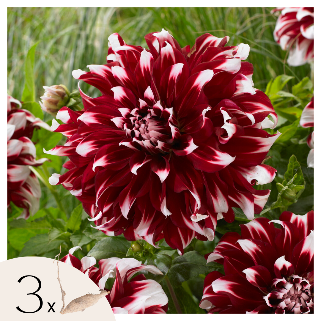 Tubérculos De Dalia - 3 Pzs - Dahlia 'x-factor'_0