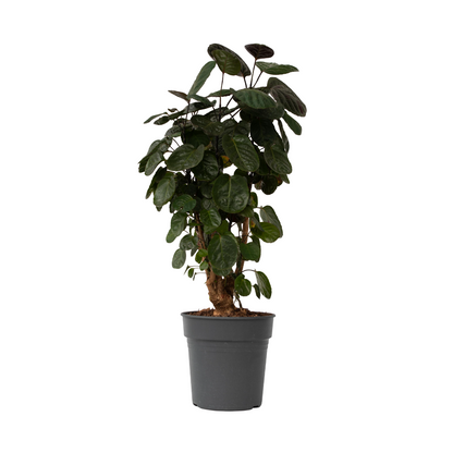 Aràlia De Fabian - Polyscias 'fabian' - Altura 80-85cm - ⌀21cm_0