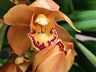 Cymbidium Floración Nº 2 Orquidea Terrestre Tolera Frio Y Sequia Altura +70