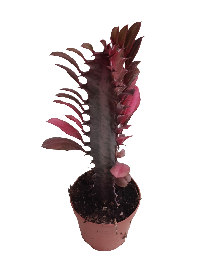 Euphorbia Trigona Rubra Roja Plantas 5 Cm - 1 Unidad_0