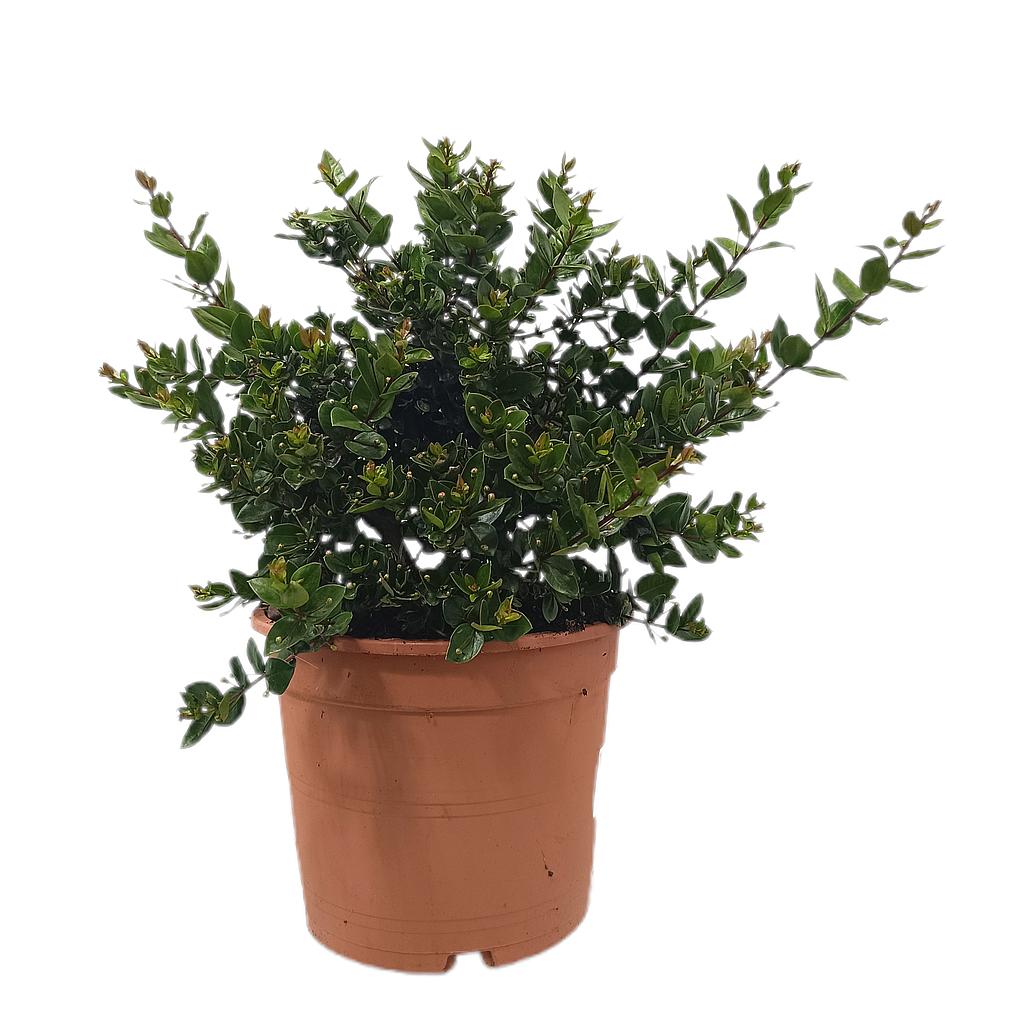 Myrtus Luma M22 40cm (mirto)_0