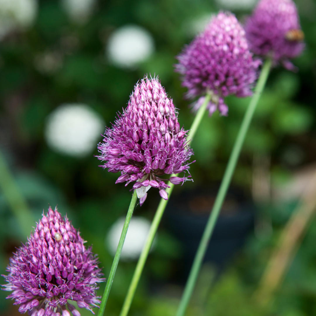 Ajo De Cigüeña - 200 Pzs - Allium 'sphaerocephalon' - Bulbos De Flores_1