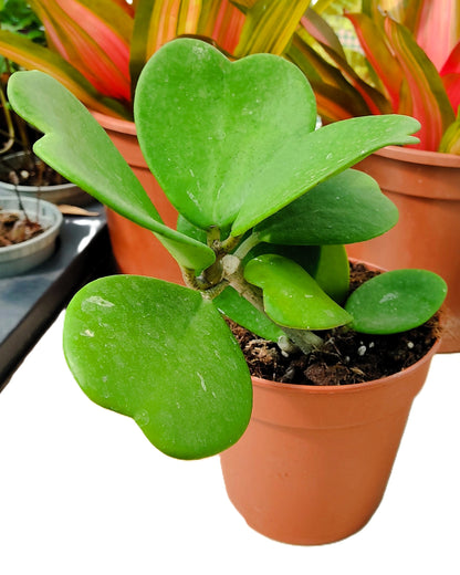 Hoya Kerrii [enredadera] (planta Corazón Enredadera); Planta Con Hojas Acorazonadas; Curiosarium; Diámetro Maceta 12 Cm_1