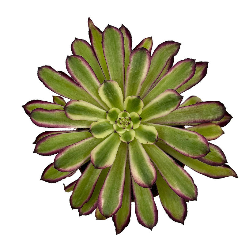 Aeonium Mardi Gras Cactus Y Suculentas M8,5 cm Ø_1
