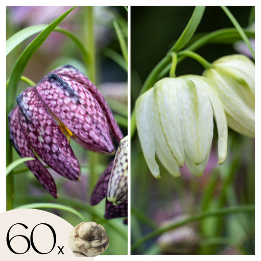 Tablero De Damas - 60 Pzs - Fritillaria 'meleagris' - Bulbos De Flores_0
