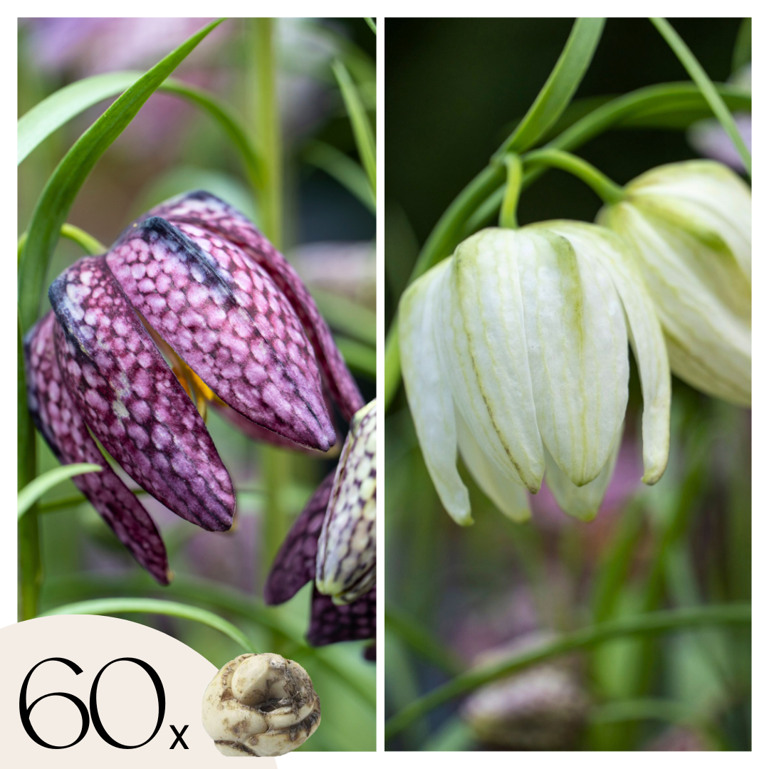 Tablero De Damas - 60 Pzs - Fritillaria 'meleagris' - Bulbos De Flores