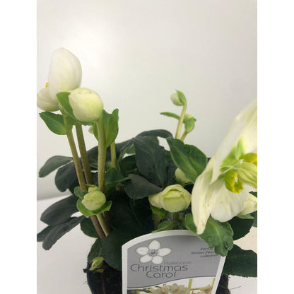 Helleborus M12 40cm (rosa De Navidad)_2