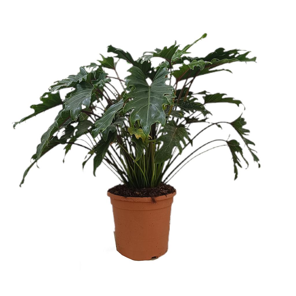 Philodendron Xanadu M30 40-50cm_0
