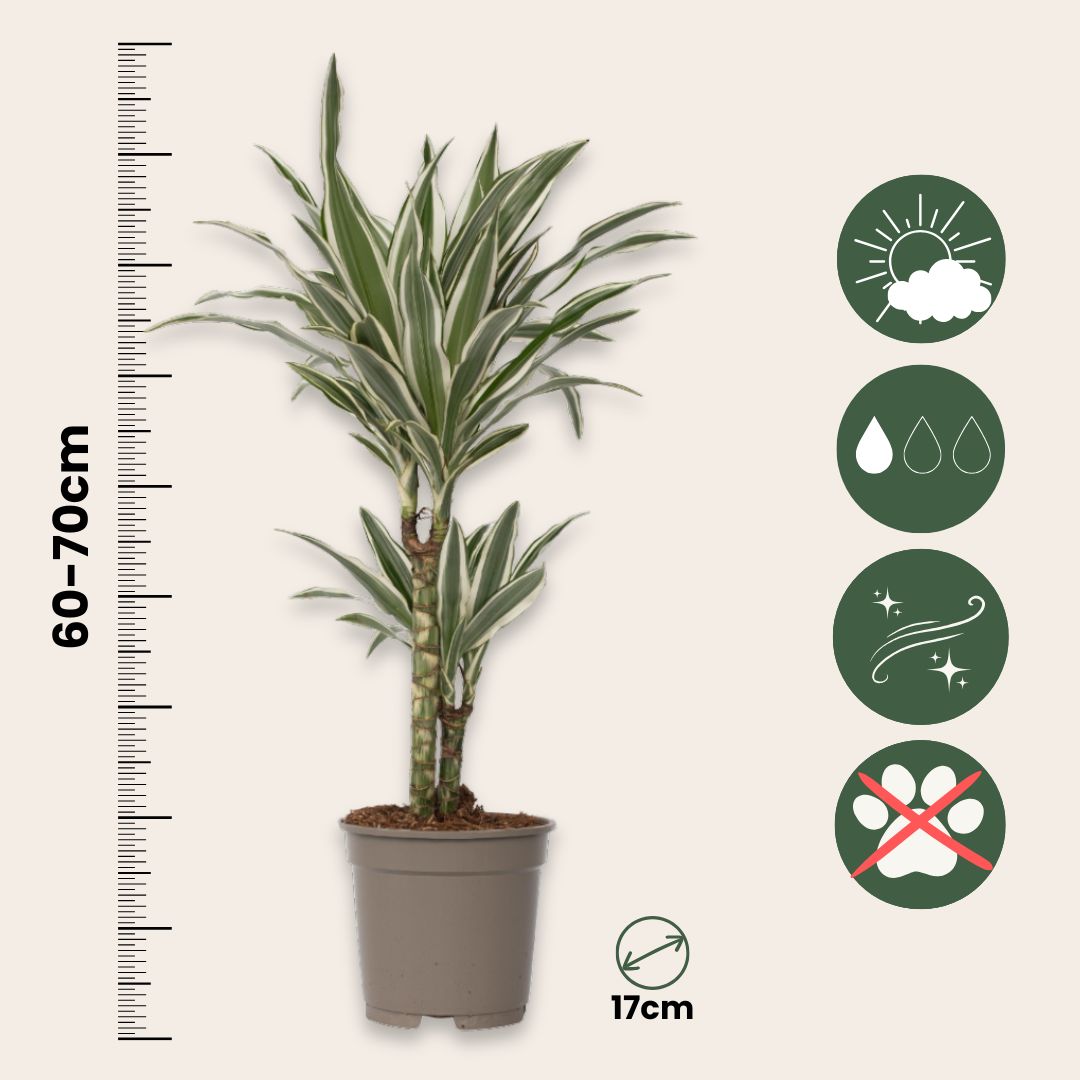 Drácena - 2 Pzs - Dracaena Deremensis 'white Stripe' - Altura 60-70cm - ⌀17cm_2