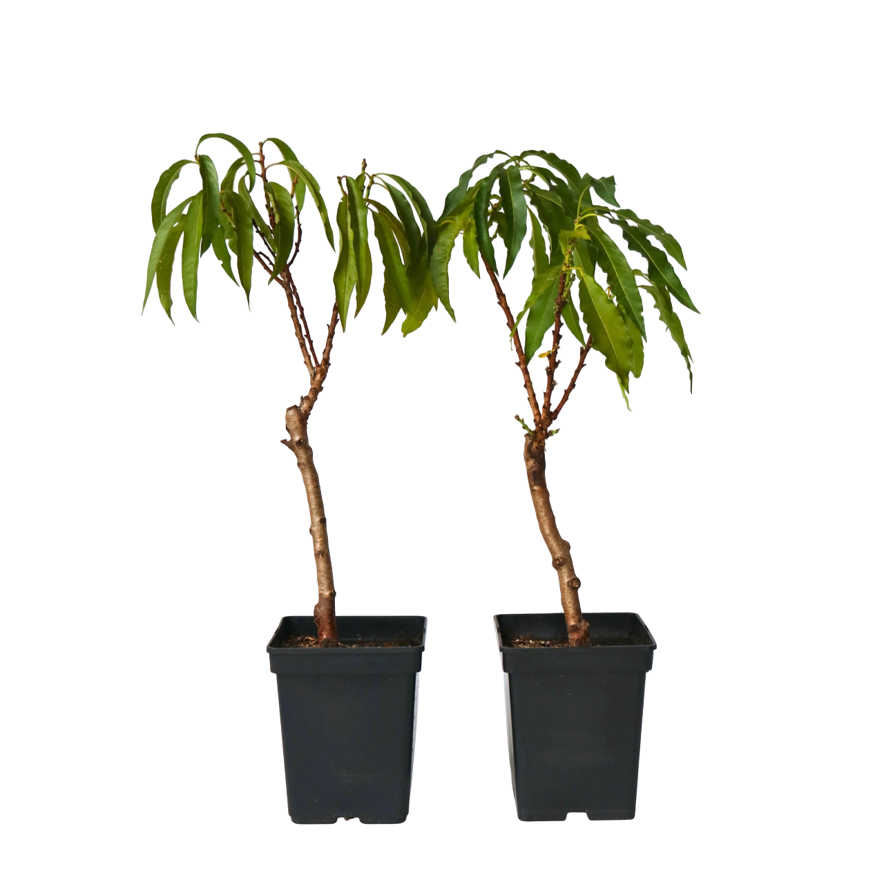 Melocotonero - 2 Pzs - Prunus 'bonanza' - Altura 60-70cm - ⌀15cm_0