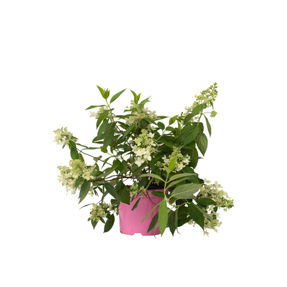 Hortensia - Hydrangea Paniculata 'confetti' - Altura 25-40cm - ⌀19cm