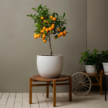 Citrofortunella Microcarpa - Citrus Mitis 'calamondin' - Altura 55-65cm - ⌀19cm