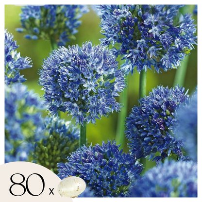 Allium Azureum - 80 Pzs - Allium 'caeruleum' - Bulbos De Flores - Azul_0