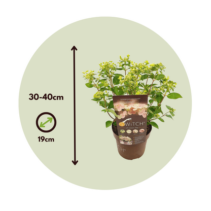 Hortensia - 2 Pzs - Hydrangea '(s)witch Ophelia' - Altura 30-40cm - ⌀19cm_2