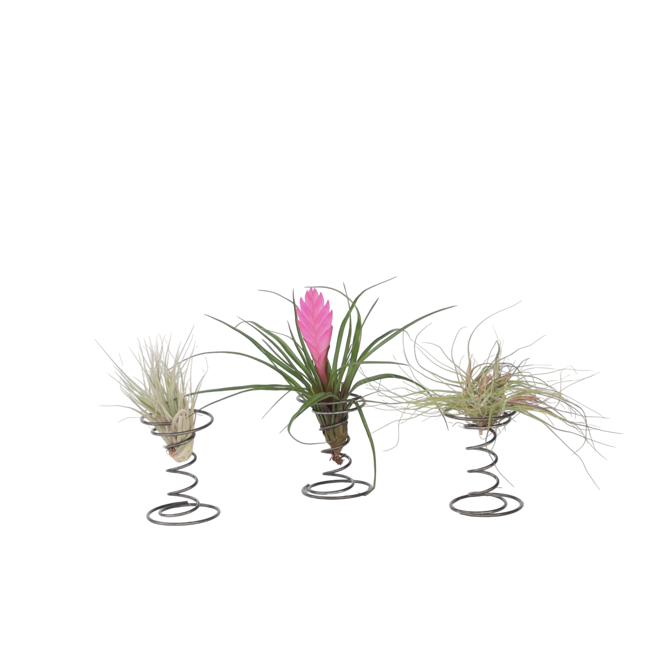 Claveles De Aire - 3 Pzs - Tillandsia - Altura 5-15cm - ⌀5cm_0