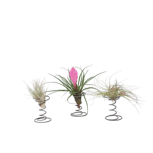Claveles De Aire - 3 Pzs - Tillandsia - Altura 5-15cm - ⌀5cm_0