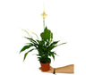 Spathiphyllum M13 50cm (cuna De Moisés)