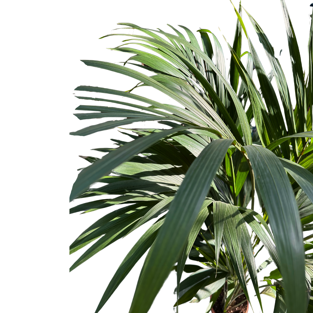 Kentia Palmera De Salón (howea Forsteriana)