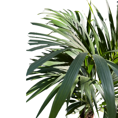 Kentia Palmera De Salón (howea Forsteriana)_1