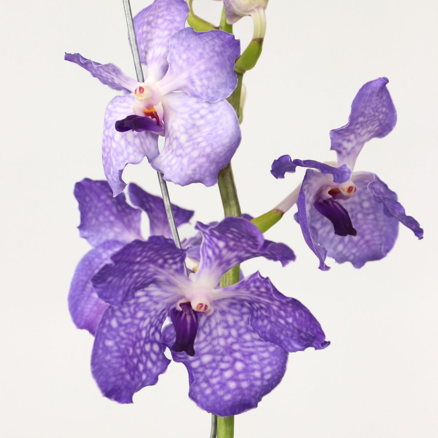 Orquídea Vanda - Vanda 'new Blue' - Altura 55-65cm