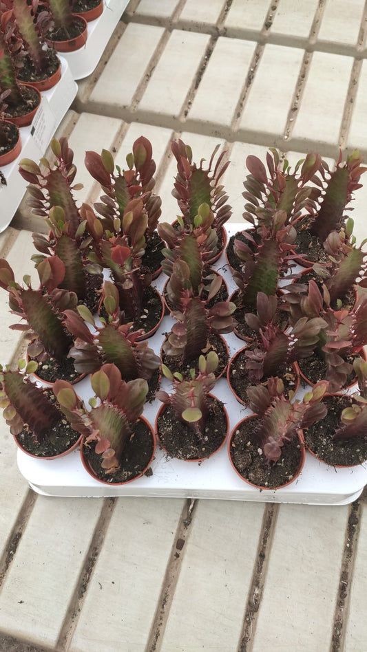 Euphorbia Trigona Rubra Roja Plantas 5 Cm - 1 Unidad_0