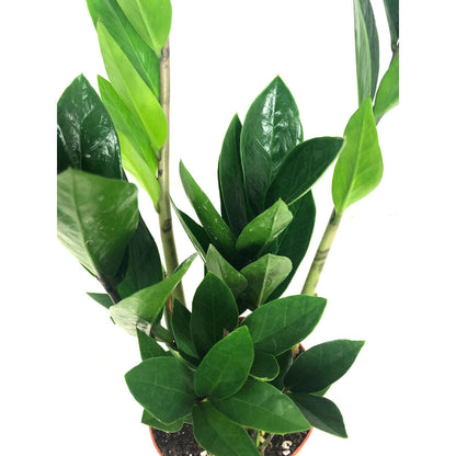 Zamioculca Zamiifolia M12_1