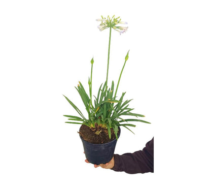 Agapanthus Silver Baby M19 35cm_0