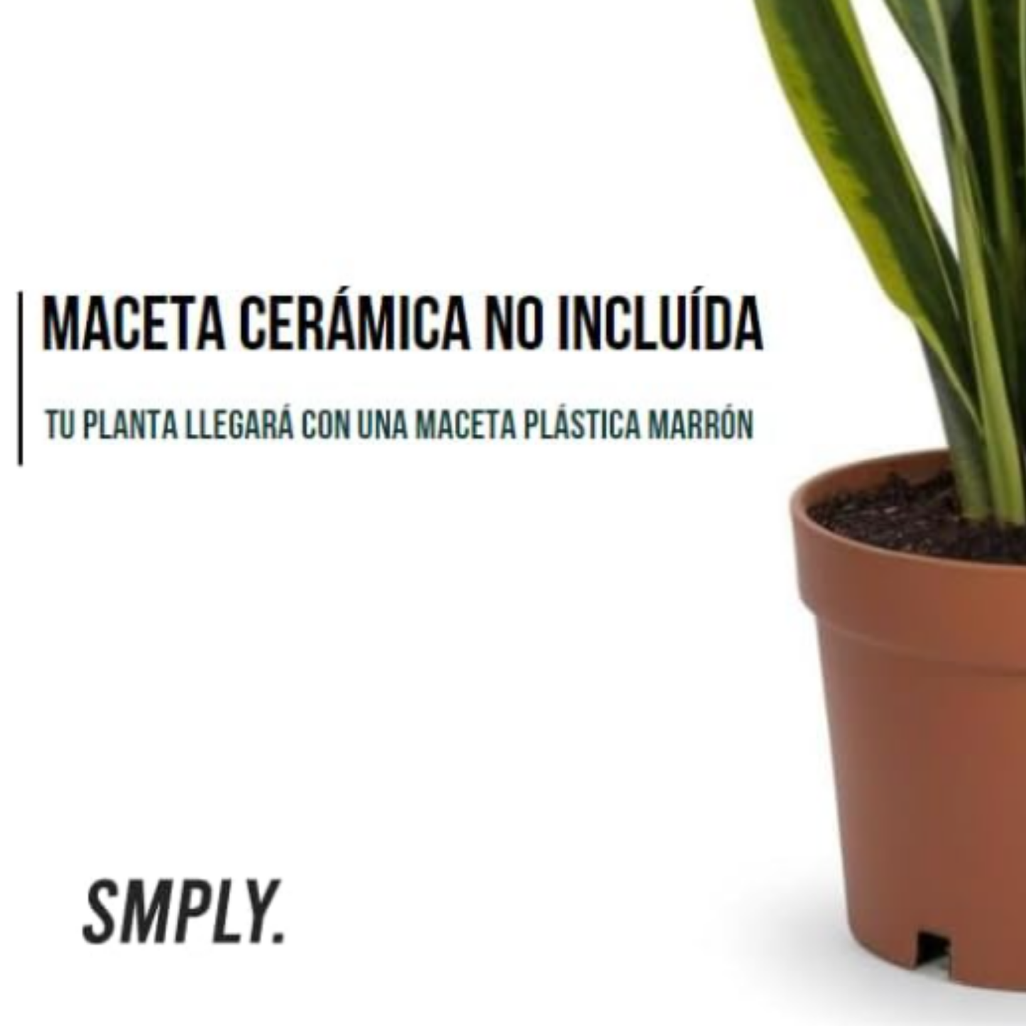 SMPLY | Pack 3 Plantas Purificadoras: Sansevieria, Helecho y Lirio de Paz - Ø12 cm_1