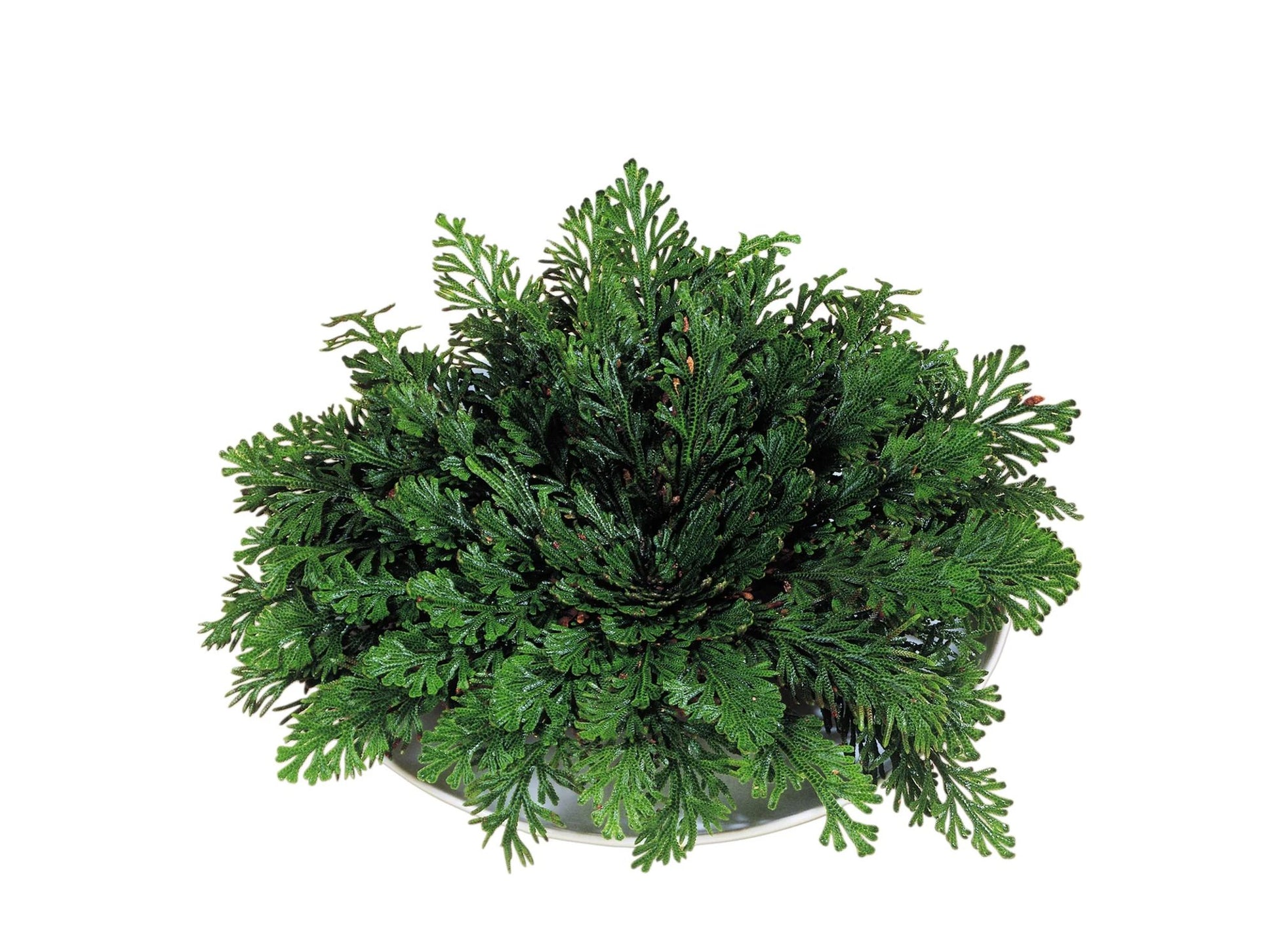 Rose Of Jericho_0