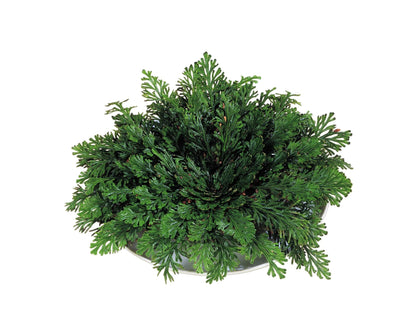 Rose Of Jericho_0