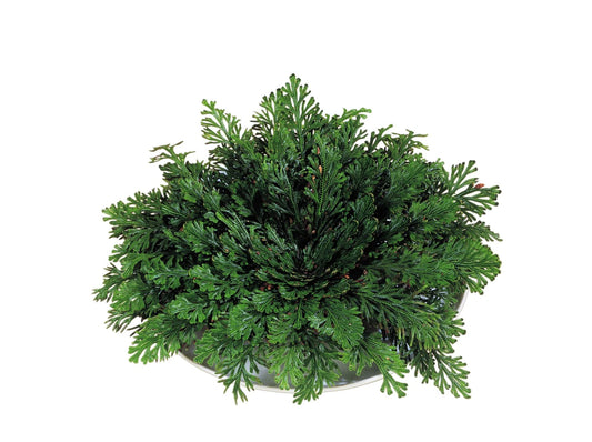 Rose Of Jericho_0