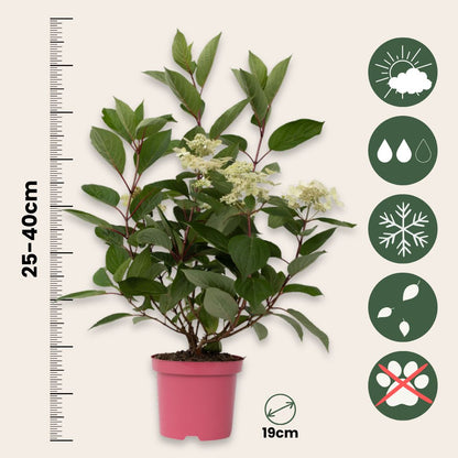 Hortensia - 2 Pzs - Hydrangea Paniculata 'early Harry' - Altura 25-40cm - ⌀19cm_2