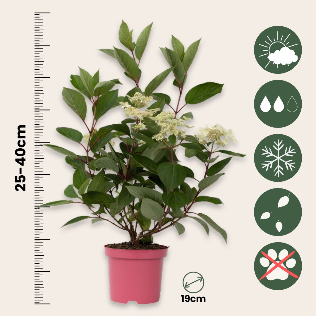 Hortensia - Hydrangea Paniculata 'early Harry' - Altura 25-40cm - ⌀19cm_2