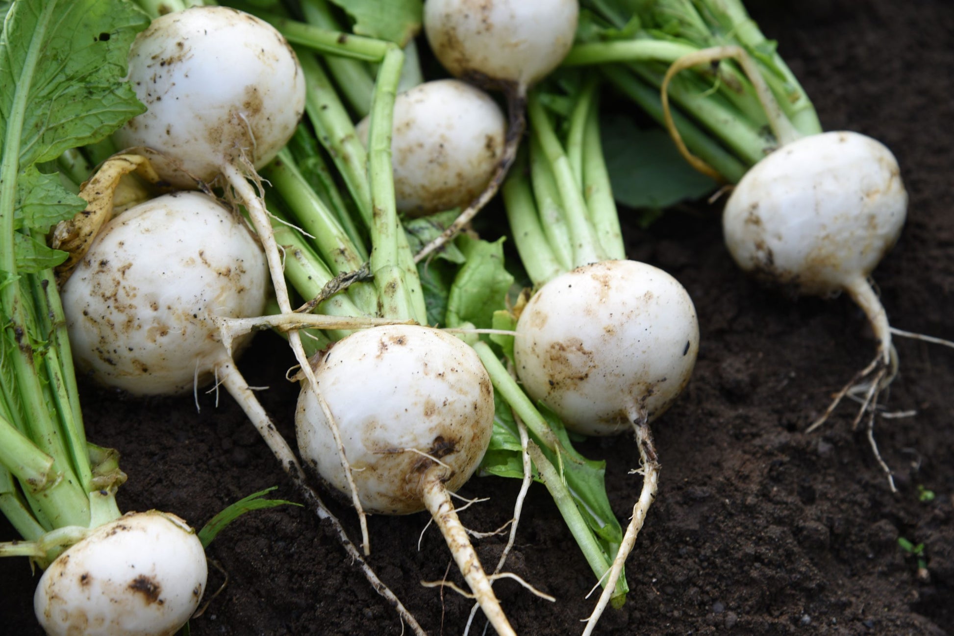 Semillas Nabo Bola De Nieve Ecológicas