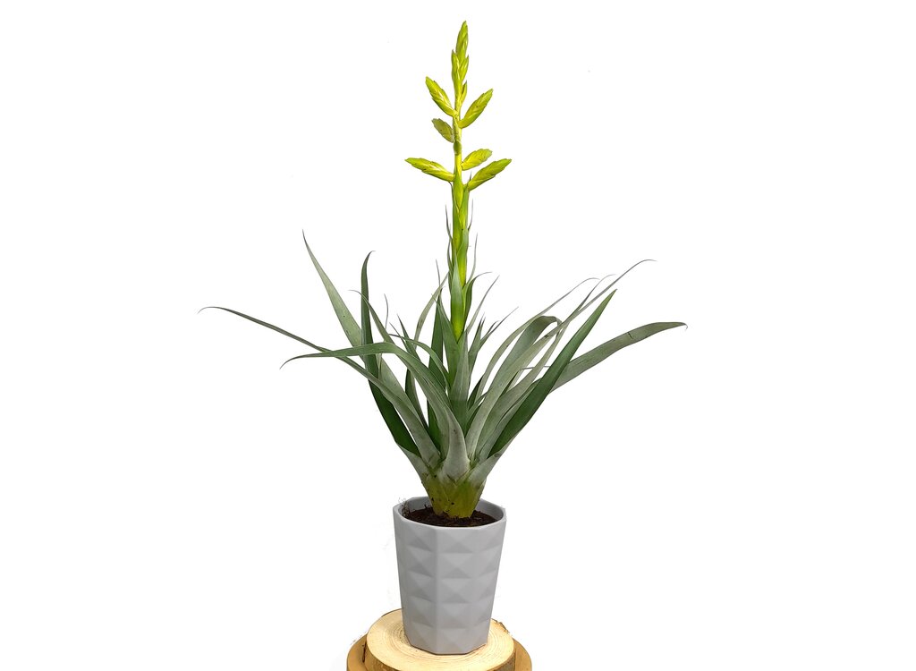 Tillandsia Oerstediana Con Macetero M12 60cm_0